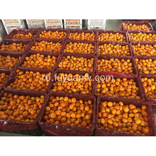 Hot Selling în Bangladesh Market Baby Mandarin